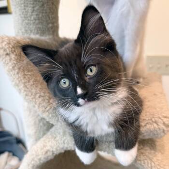 Cupcake -  Domestic Medium Hair Cat for Adoption in Lake Monroe, Florida - Cupcake | PetCurious