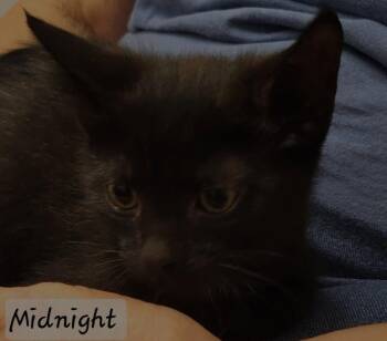 Midnight -  Domestic Short Hair Cat for Adoption in Ellijay, Georgia - Midnight | PetCurious