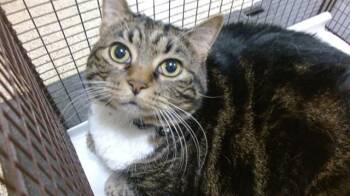 ZOEY -  Domestic Short Hair Cat for Adoption in Doral, Florida - ZOEY | PetCurious