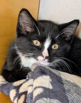 Loon -  Domestic Short Hair Cat for Adoption in Bellevue, Washington - Loon | PetCurious