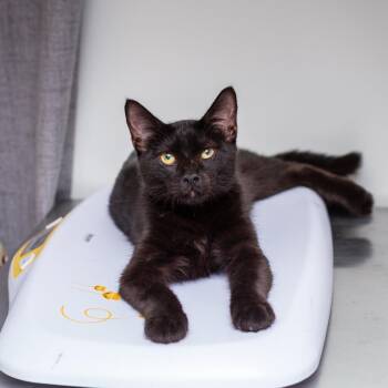 Shadow -  Domestic Short Hair Cat for Adoption in Hattiesburg, Mississippi - Shadow | PetCurious