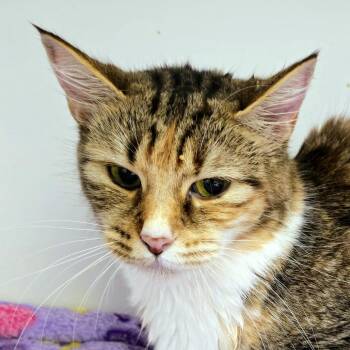 Sissy -  Domestic Medium Hair Cat for Adoption in Cumming, Georgia - Sissy | PetCurious