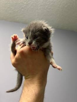 Oyster -  American Shorthair Cat for Adoption in Muskegon, Michigan - Oyster | PetCurious