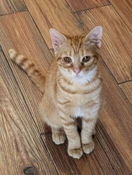 Rescue Domestic Short Hair Cats for Adoption in Grovetown, Georgia - Ellie | PetCurious