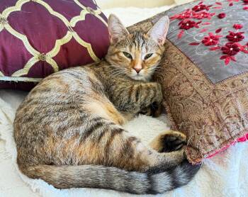Sunset Wheat -  Domestic Short Hair Cat for Adoption in Fairfax, Virginia - Sunset Wheat | PetCurious