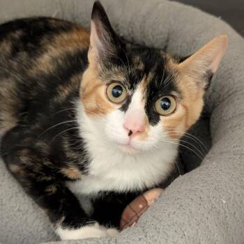 Summer -  Domestic Short Hair Cat for Adoption in Sonoma, California - Summer | PetCurious