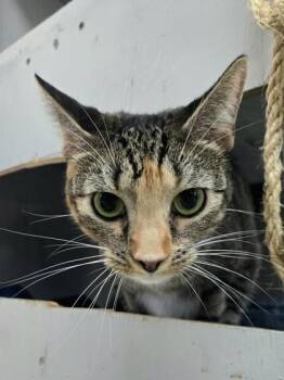 Whiskerina -  Domestic Short Hair Cat for Adoption in Savannah, Georgia - Whiskerina | PetCurious