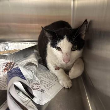 Domestic Short Hair Cats Available for Adoption in Pauls Valley, Oklahoma - Stan | PetCurious