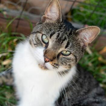 Rescue Domestic Short Hair Cats for Adoption in Denver, Colorado - Leo Houston | PetCurious