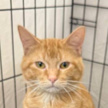 Yoda -  Domestic Short Hair Cat for Adoption in Normal, Illinois - Yoda | PetCurious