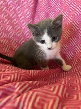Agnes -  Domestic Short Hair Cat for Adoption in Georgetown, Kentucky - Agnes | PetCurious