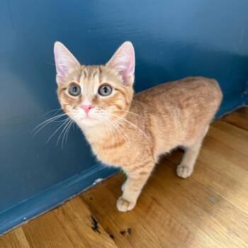 Ozzy -  Domestic Short Hair Cat for Adoption in Stokesdale, North Carolina - Ozzy | PetCurious