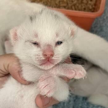 Domestic Short Hair Cats Available for Adoption in Port Charlotte, Florida - Teagan | PetCurious