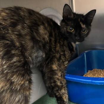 Domestic Short Hair Cats Available for Adoption in Lakeland, Florida - Hopper | PetCurious