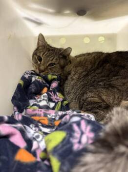 Domestic Medium Hair Cats Available for Adoption - MOCHACHINO | PetCurious