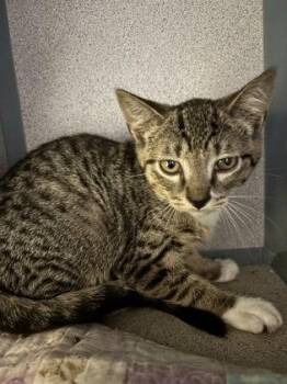 Expecto Patronum - I am at Petsmart Northborough -  Domestic Short Hair Cat for Adoption in East Brookfield, Massachusetts - Expecto Patronum - I Am At Petsmart Northborough | PetCurious