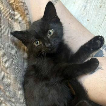 Eclair -  Domestic Medium Hair Cat Available for Adoption in Candler, North Carolina - Eclair | PetCurious