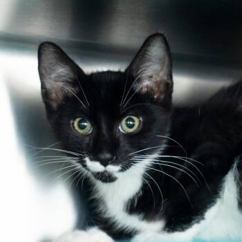 Kai -  Domestic Short Hair Cat for Adoption in Middletown, Rhode Island - Kai | PetCurious