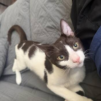 Chihuahua -  Domestic Short Hair Cat for Adoption in Davis, California - Chihuahua | PetCurious