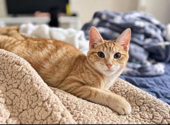 Ember -  Domestic Short Hair Cat for Adoption in Lincoln Park, Michigan - Ember | PetCurious