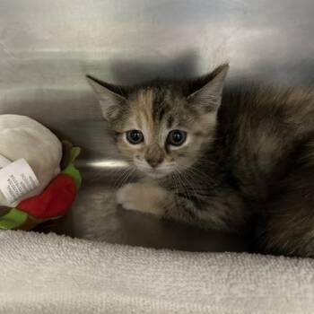 Leia -  Domestic Short Hair Cat for Adoption in Indianapolis, Indiana - Leia | PetCurious