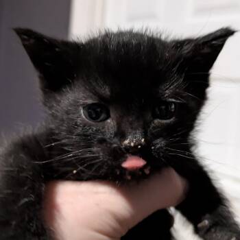 Gypsy Danger -  Domestic Short Hair Cat for Adoption in Franklin, Tennessee - Gypsy Danger | PetCurious