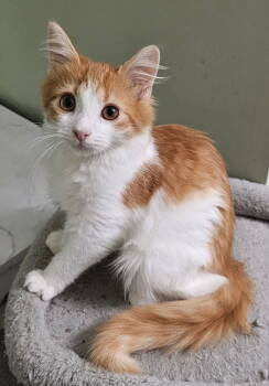 Rescue Domestic Long Hair Cats for Adoption in Camden, South Carolina - Mycroft | PetCurious