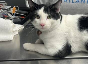 Rescue Domestic Short Hair Cats for Adoption in Chamblee, Georgia - 59842236 | PetCurious