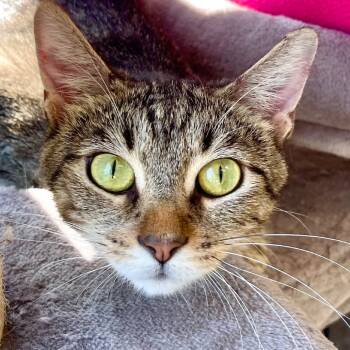 Rescue Domestic Short Hair Cats for Adoption in Riverwoods, Illinois - Sweet Tea | PetCurious