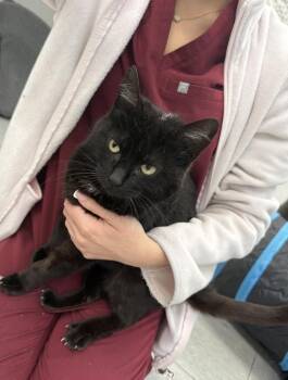 Domestic Short Hair Cats Available for Adoption in Evansville, Indiana - Evelyn | PetCurious