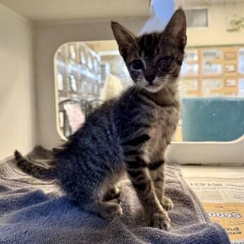 JOE -  Domestic Short Hair Cat for Adoption in Riverside, California - JOE | PetCurious