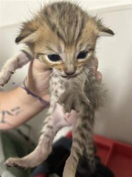 Rescue Domestic Short Hair Cats for Adoption in Houston, Texas - A645126 | PetCurious