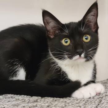 Izabel -  Domestic Short Hair Cat for Adoption in Sarasota, Florida - Izabel | PetCurious