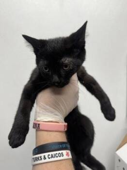 South -  Domestic Short Hair Cat for Adoption in West Chester, Pennsylvania - South | PetCurious