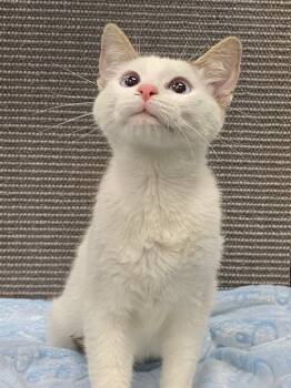 Siamese Cats Available for Adoption - LI TAI | PetCurious