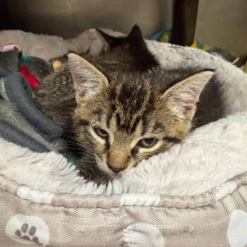 Yelena -  Domestic Short Hair Cat for Adoption in Middlebury, Vermont - Yelena | PetCurious