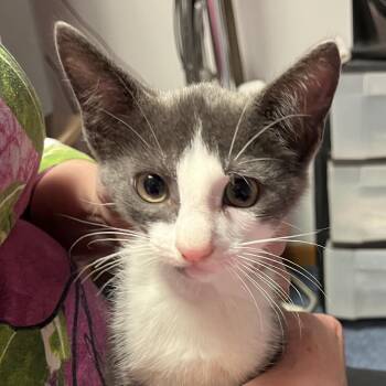 Winston -  Domestic Short Hair Cat for Adoption in Hopkinton, Massachusetts - Winston | PetCurious