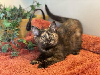 Tortoiseshell Cats Available for Adoption in Taylor, Michigan - Violet | PetCurious