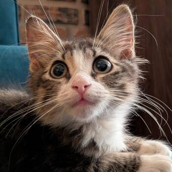 Emerald -  Domestic Medium Hair Cat for Adoption in Philadelphia, Pennsylvania - Emerald | PetCurious