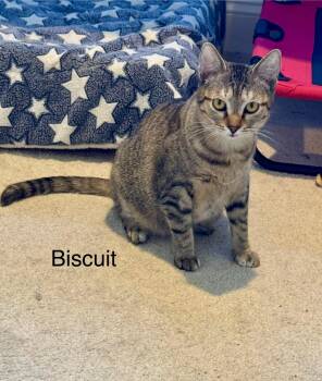Rescue Domestic Short Hair Cats for Adoption in Wilmington, North Carolina - BISCUIT | PetCurious