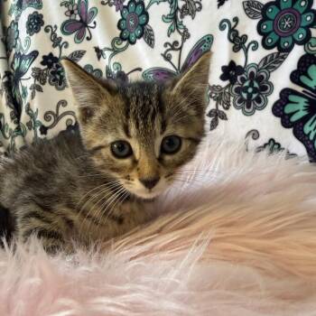 Hip-Hop -  Domestic Short Hair Cat for Adoption in Riverwoods, Illinois - Hip-Hop | PetCurious