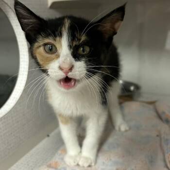 Hillboe -  Domestic Short Hair Cat for Adoption in Buffalo, Minnesota - Hillboe | PetCurious