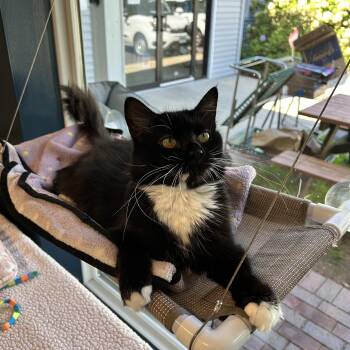 Rey -  Domestic Long Hair Cat for Adoption in North Haven, Connecticut - Rey | PetCurious