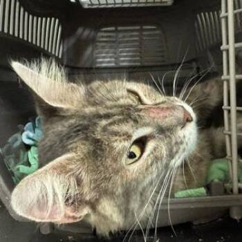 0926-144 Jolene -  Domestic Short Hair Cat for Adoption in Abingdon, Maryland - 0926-144 Jolene | PetCurious