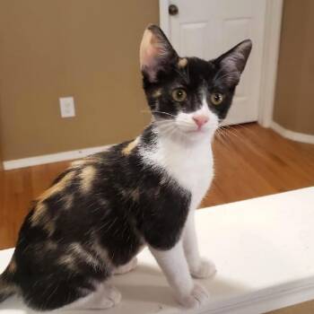 Undie -  Domestic Short Hair Cat for Adoption in Bulverde, Texas - Undie | PetCurious