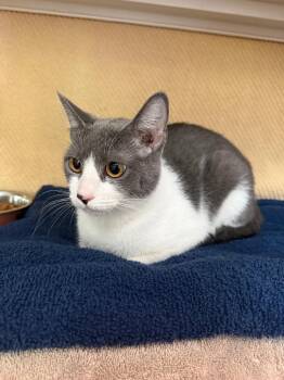 Charlie -  Domestic Short Hair Cat for Adoption in Hyde Park, New York - Charlie | PetCurious