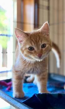 Jelly -  Domestic Short Hair Cat for Adoption in Thompson Falls, Montana - Jelly | PetCurious