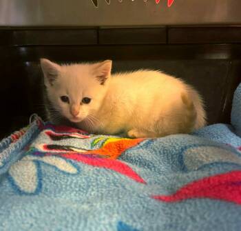 Rescue Siamese Cats for Adoption in Effingham, Illinois - Lumiere | PetCurious