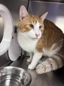 SCOOTER -  Domestic Short Hair Cat for Adoption in Fort Myers, Florida - SCOOTER | PetCurious