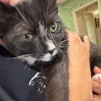 Chanel -  Domestic Short Hair Cat for Adoption in Long Beach, California - Chanel | PetCurious
